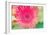 Pink Gerbera-Susan Bryant-Framed Photographic Print