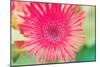 Pink Gerbera-Susan Bryant-Mounted Photographic Print