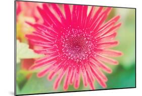 Pink Gerbera-Susan Bryant-Mounted Photographic Print