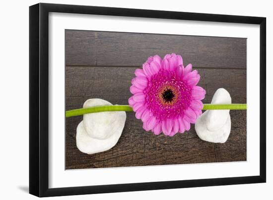 Pink Gerberas on Stem and Rocks-YellowPaul-Framed Photographic Print