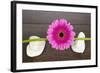 Pink Gerberas on Stem and Rocks-YellowPaul-Framed Photographic Print