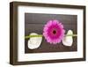 Pink Gerberas on Stem and Rocks-YellowPaul-Framed Photographic Print