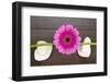 Pink Gerberas on Stem and Rocks-YellowPaul-Framed Photographic Print