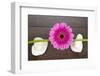 Pink Gerberas on Stem and Rocks-YellowPaul-Framed Photographic Print