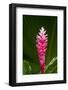 Pink Ginger Flower. Costa Rica. Central America-Tom Norring-Framed Photographic Print