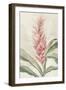 Pink Ginger I-Jacob Q-Framed Art Print