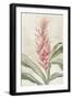 Pink Ginger I-Jacob Q-Framed Art Print