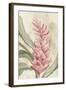 Pink Ginger II-Jacob Q-Framed Art Print