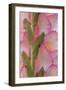 Pink Gladiola I-Kathy Mahan-Framed Photographic Print