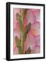 Pink Gladiola I-Kathy Mahan-Framed Photographic Print