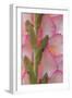 Pink Gladiola I-Kathy Mahan-Framed Photographic Print