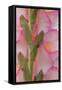 Pink Gladiola I-Kathy Mahan-Framed Stretched Canvas