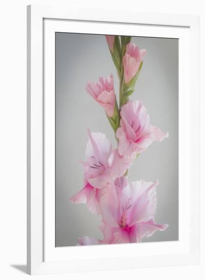 Pink Gladiola II-Kathy Mahan-Framed Photographic Print