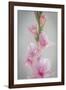 Pink Gladiola II-Kathy Mahan-Framed Photographic Print