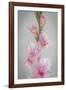 Pink Gladiola II-Kathy Mahan-Framed Photographic Print