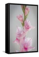 Pink Gladiola II-Kathy Mahan-Framed Stretched Canvas