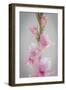 Pink Gladiola II-Kathy Mahan-Framed Premium Photographic Print