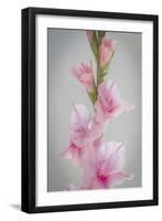 Pink Gladiola II-Kathy Mahan-Framed Premium Photographic Print