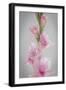 Pink Gladiola II-Kathy Mahan-Framed Premium Photographic Print