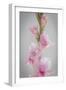 Pink Gladiola II-Kathy Mahan-Framed Premium Photographic Print