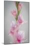 Pink Gladiola II-Kathy Mahan-Mounted Premium Photographic Print