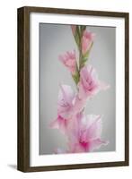 Pink Gladiola II-Kathy Mahan-Framed Photographic Print