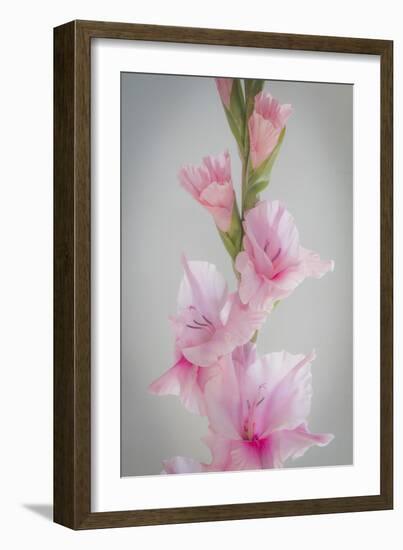 Pink Gladiola II-Kathy Mahan-Framed Photographic Print