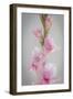 Pink Gladiola II-Kathy Mahan-Framed Photographic Print