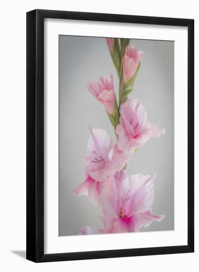 Pink Gladiola II-Kathy Mahan-Framed Photographic Print