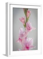 Pink Gladiola II-Kathy Mahan-Framed Photographic Print