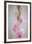 Pink Gladiola II-Kathy Mahan-Framed Photographic Print