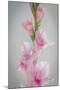 Pink Gladiola II-Kathy Mahan-Mounted Photographic Print