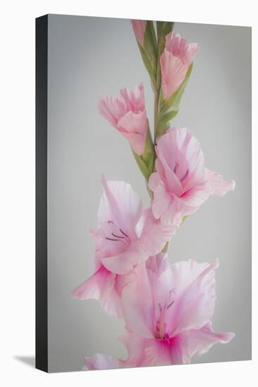 Pink Gladiola II-Kathy Mahan-Stretched Canvas