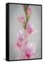 Pink Gladiola II-Kathy Mahan-Framed Stretched Canvas