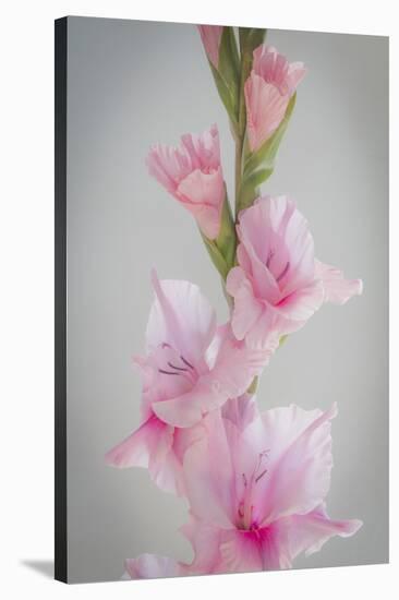 Pink Gladiola II-Kathy Mahan-Stretched Canvas