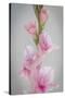 Pink Gladiola II-Kathy Mahan-Stretched Canvas