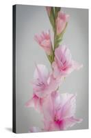 Pink Gladiola II-Kathy Mahan-Stretched Canvas