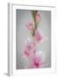 Pink Gladiola II-Kathy Mahan-Framed Premium Photographic Print