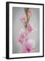 Pink Gladiola II-Kathy Mahan-Framed Premium Photographic Print