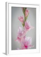 Pink Gladiola II-Kathy Mahan-Framed Photographic Print