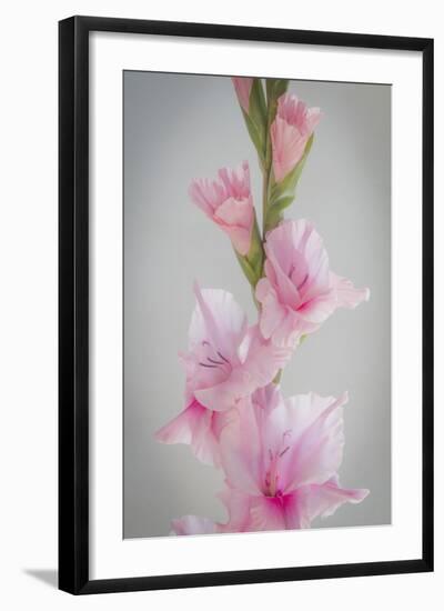 Pink Gladiola II-Kathy Mahan-Framed Photographic Print