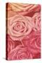 Pink Gold Roses-Milli Villa-Stretched Canvas