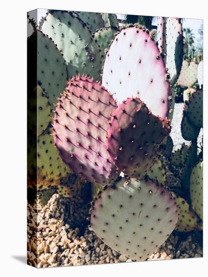Pink Green Cactus III-Irena Orlov-Stretched Canvas