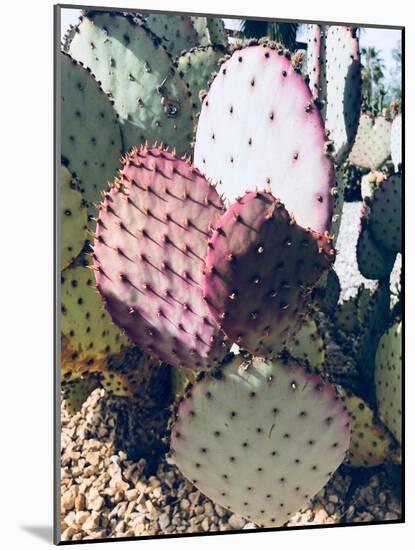 Pink Green Cactus III-Irena Orlov-Mounted Photographic Print