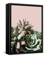 Pink Green Succulents-Urban Epiphany-Framed Stretched Canvas