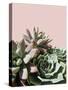 Pink Green Succulents-Urban Epiphany-Stretched Canvas