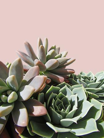Pink Green Succulents Photographic Print Urban Epiphany Allposters Com