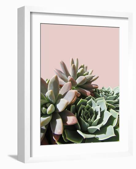 Pink Green Succulents-Urban Epiphany-Framed Photographic Print