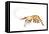Pink-Grooved Shrimp (Peneus Duorarum), Crustaceans-Encyclopaedia Britannica-Framed Stretched Canvas
