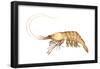 Pink-Grooved Shrimp (Peneus Duorarum), Crustaceans-Encyclopaedia Britannica-Framed Poster